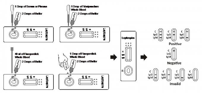 One Step Tropical Diseases LEP Leptospira IgM/IgG Antibodies Rapid Diagnostic Blood Screening Test Kit